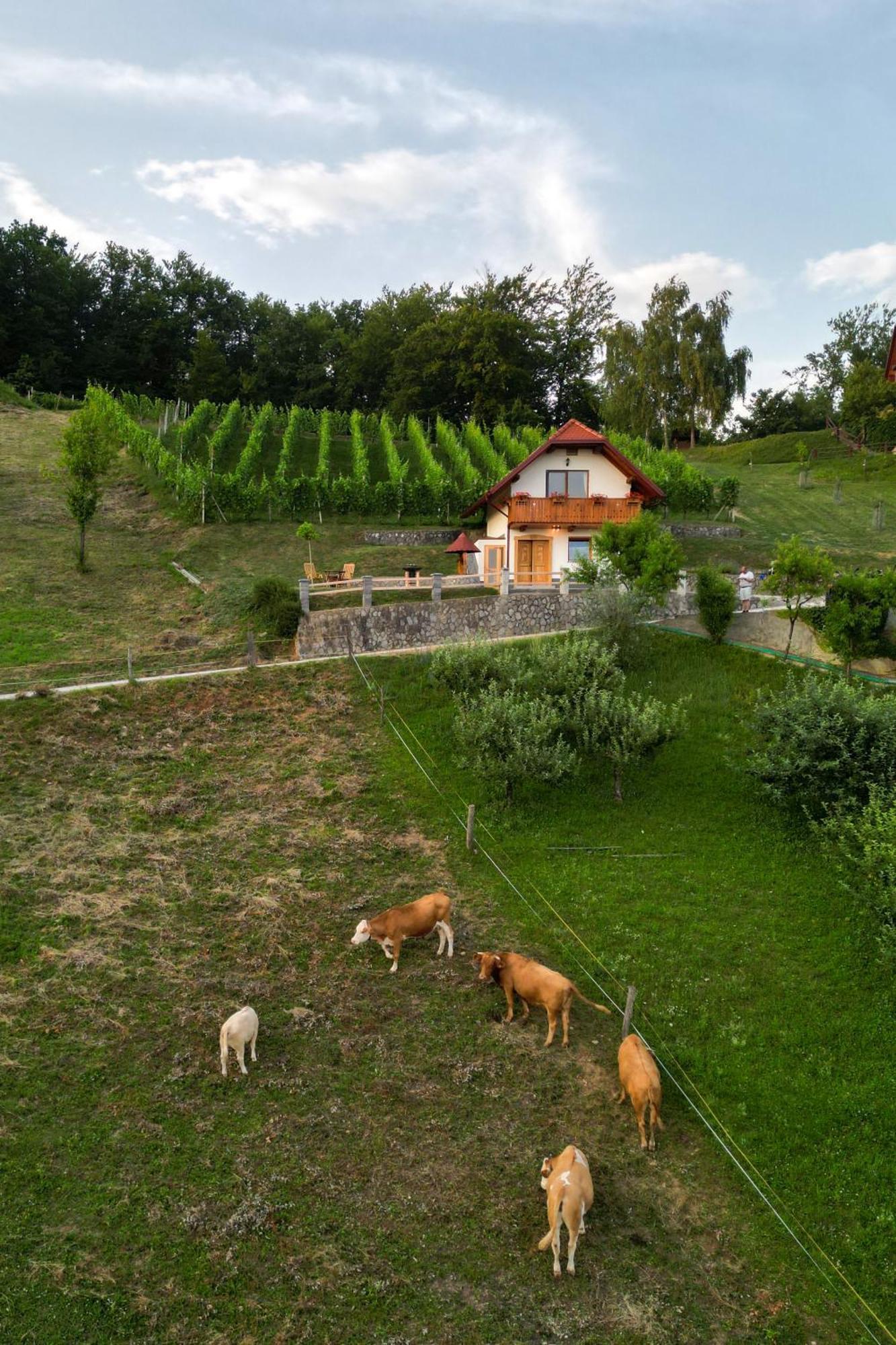 Vineyard Cottage Krivic Trebelno Kültér fotó